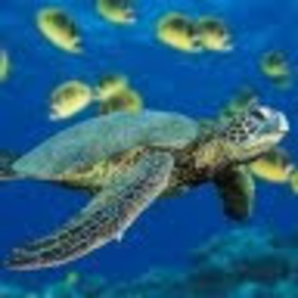 Meet your Posher, Kody